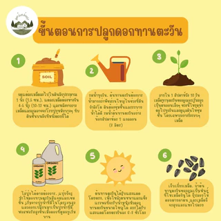 เมล็ดพันธุ์ทานตะวันชมดอก 60 เมล็ด