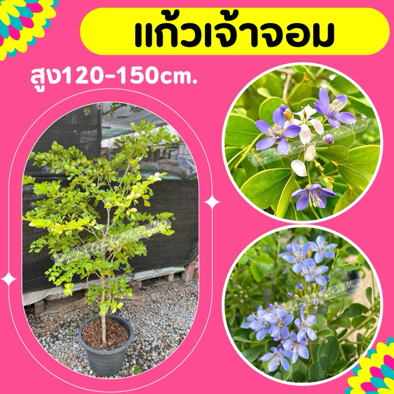 ต้นแก้วเจ้าจอม 1.5M กระถาง 15 นิ้ว พันธุ์ 6 ใบ