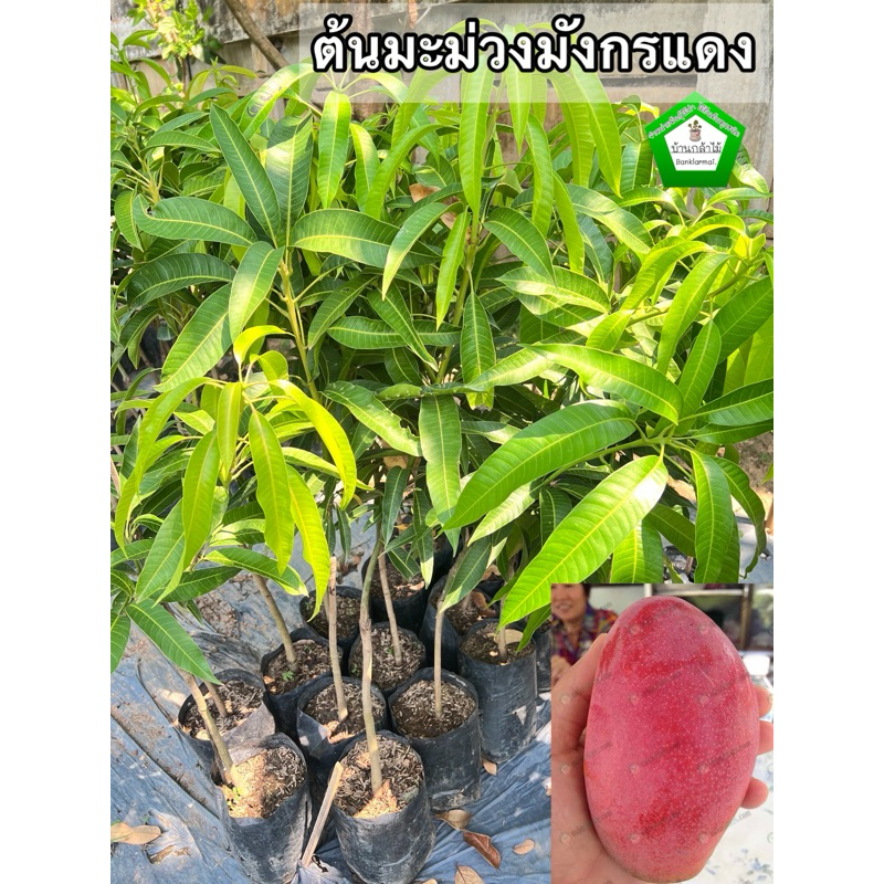 ต้นมะม่วงมังกรแดง ต้นแข็งแรง สินค้าเสียหาย แจ้งทางร้านได้เลยจ้า