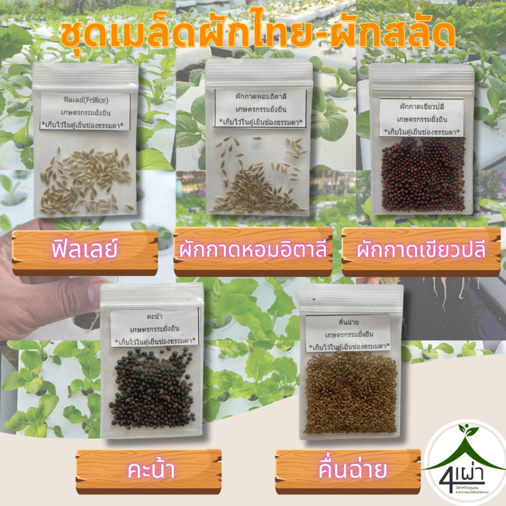 เมล็ดพันธุ์ผักสวนครัวและผักสลัด 1 ชุด มี 5 ชนิด (คื่นฉ่าย คะน้า ผักกาดเขียวปลี ผักกาดหอมอิตาลี ฟินเล่ย์) - เกษตรกรรมยั่ง