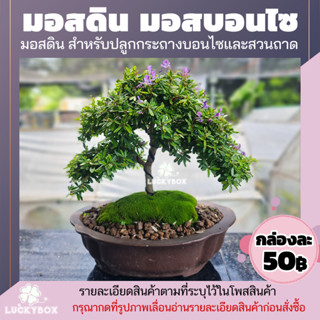 มอสดิน มอสบอนไซ มอสสวนถาด ชอบแดด กล่องละ 50 บาท