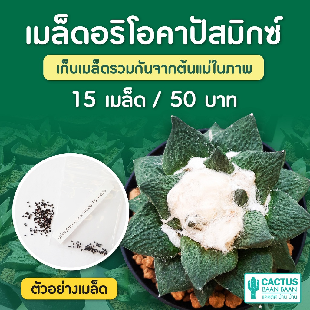 เมล็ดแคคตัส อริโอคาร์ปัสมิกซ์ ชุดล่ะ 15 เมล็ด ( Ariocarpus Mix)