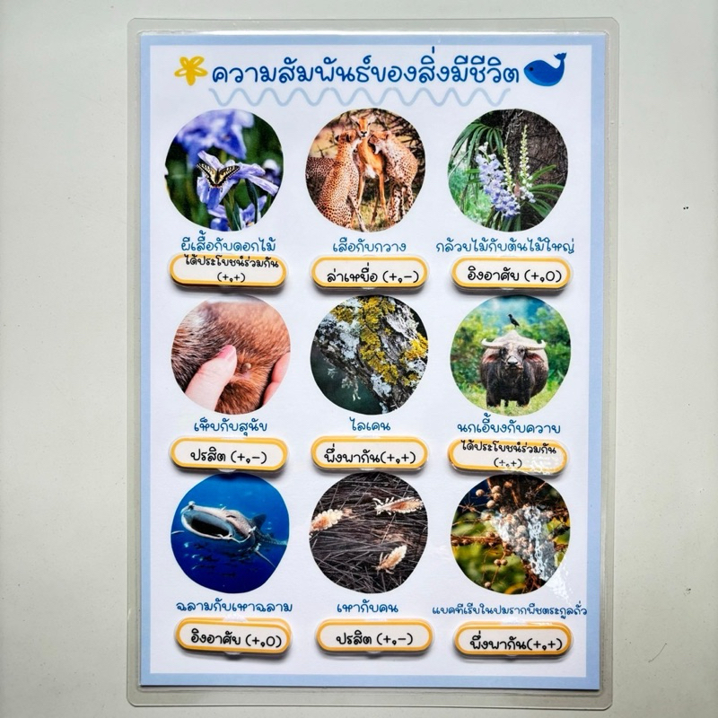 “ความสัมพันธ์ของสิ่งมีชีวิต”สื่อการสอนวิทยาศาสตร์
