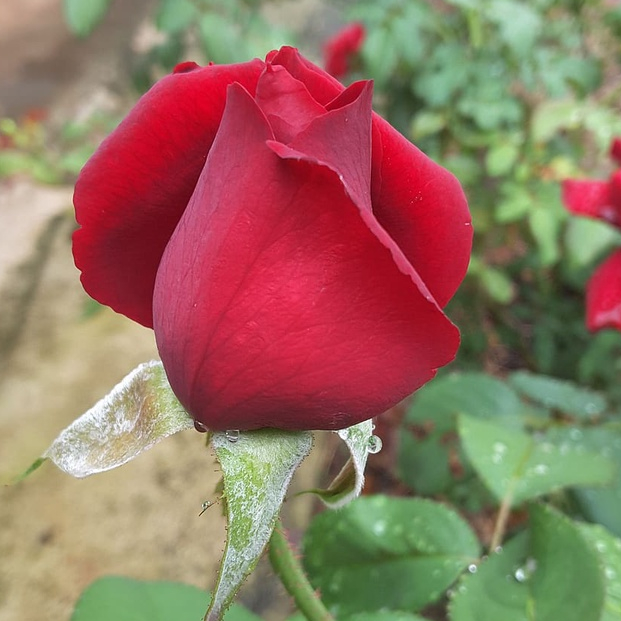 10 เมล็ด กุหลาบอังกฤษ พันธุ์ไม้เลื้อย สีแดง ดอกใหญ่ Rose seeds