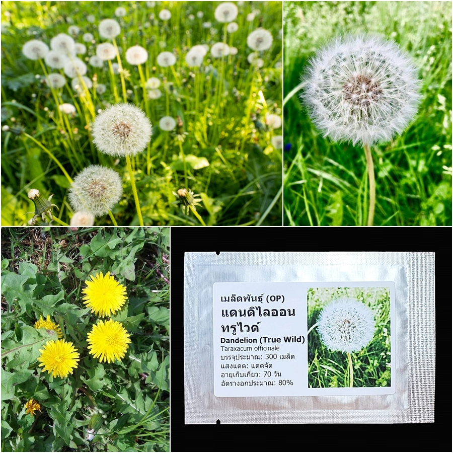 เมล็ดพันธุ์ แดนดิไลออน Dandelion Seed 300 เมล็ด คุณภาพดี ของแท้ 100%