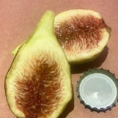 Figs ต้นมะเดื่อฝรั่ง พันธุ์ Long d'Aout (ลองดุก) จัดส่งพร้อมกระถาง 6 นิ้ว ลำต้นสูง 30-40 ซม