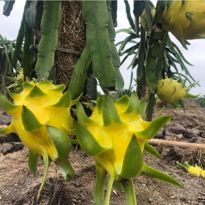 ต้นพันธุ์ แก้วมังกร เหลือง เอกวาดอร์ Yellow Dragon fruit from Ecuador ลำต้นสูง 30 ซม