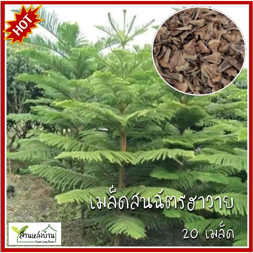 20 เมล็ด สนฉัตรฮาวาย เมล็ดสนฉัตรฮาวาย เมล็ดสนฉัตร สนฉัตร Araucaria heterophylla