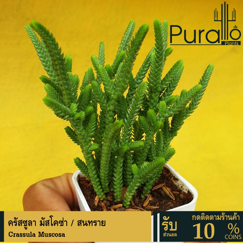 ต้นไม้อวบน้ำ กุหลาบหิน สนทราย  ครัสซูลา มัสโคซ่า Crassula Muscosa  #เมล็ดพันธุ์พืช #กระถาง