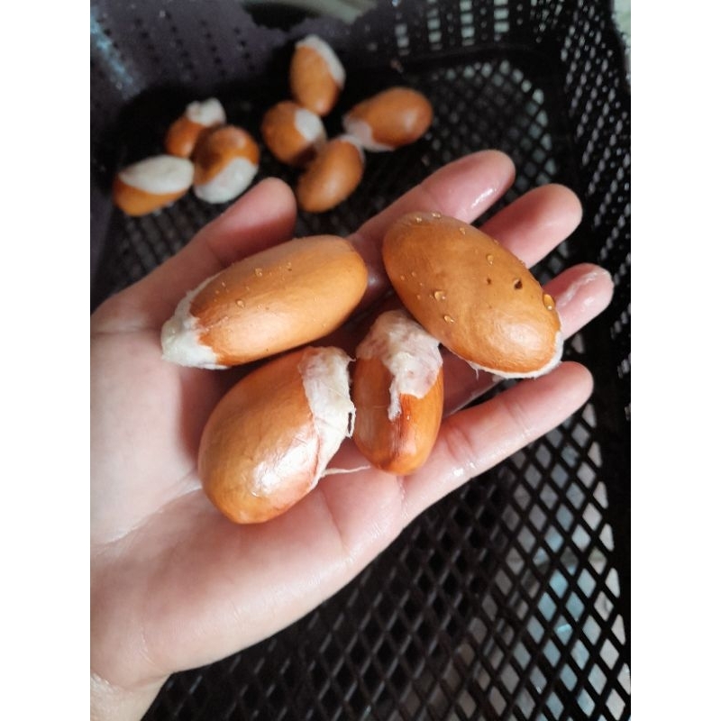 เมล็ดพันธุ์ทุเรียน เมล็ดทุเรียนบ้าน สำหรับเพาะปลูก เม็ดทุเรียน ทุเรียนเม็ด