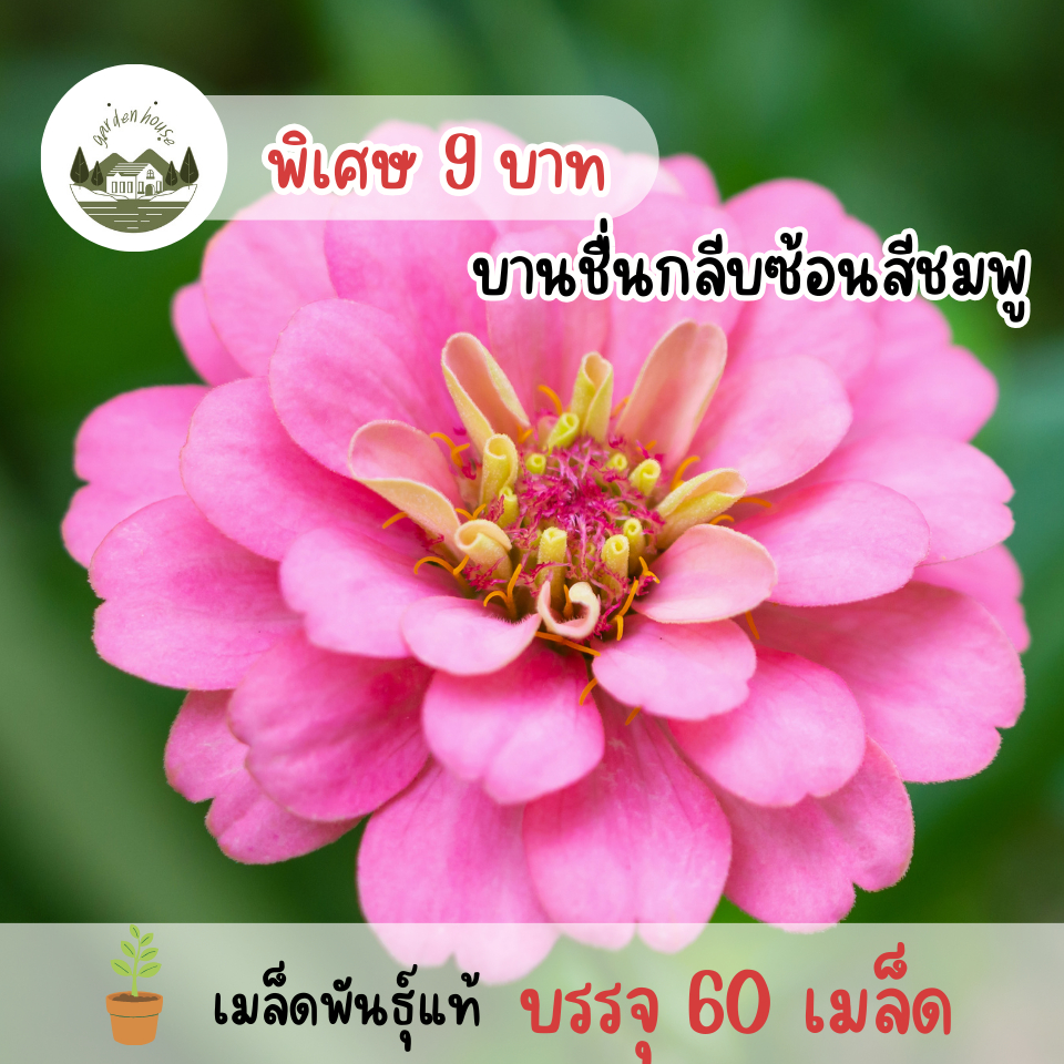 เมล็ดพันธุ์์ดอกบานชื่นสีชมพู 60 เมล็ด