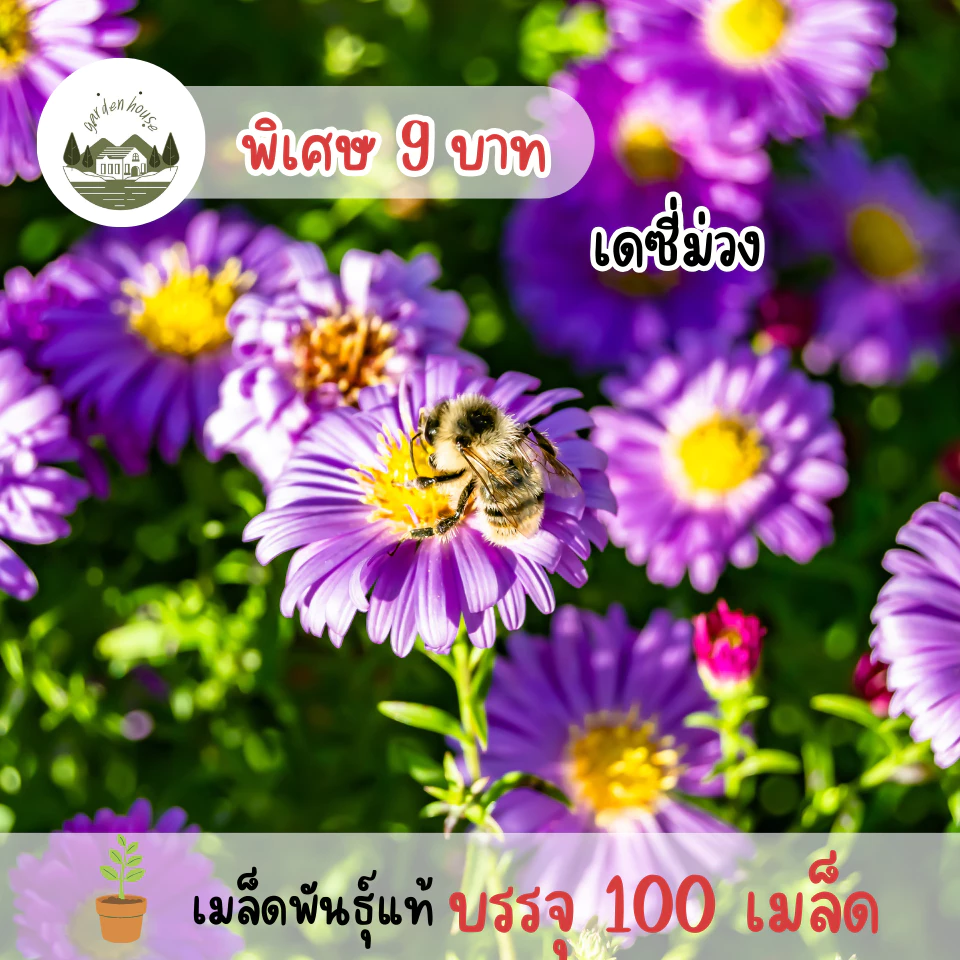 เมล็ดพันธุ์ดอกเดซี่สีม่วง 100 เมล็ด