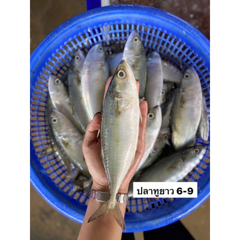 ปลาทูสดๆจากเรือ ราคาส่ง มีหลายไซส์ขั่นต่ำรายการละ5โลครับซื้อหลายๆอย่างรวมกัน5โลไม่ได้นะครับ ต้องซื้ออย่างละ5กิโลกรัมครับ