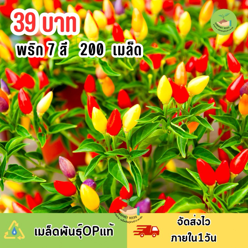 เมล็ดพันธุ์ พริกประดับ7สี บรรจุ 200 เมล็ด สวยคละสีปลูกชม กินได้❤️