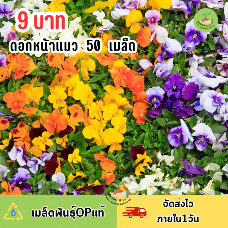 9 บาท เมล็ดพันธุ์ดอกหน้าแมว บรรจุ 50 เมล็ด คละสี❤️