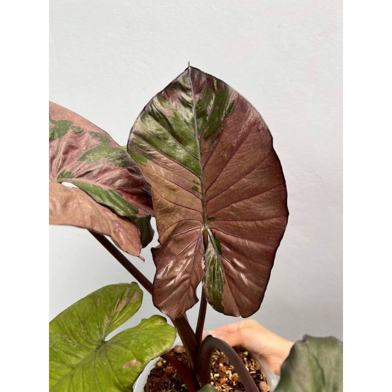 ❤️🍀Alocasia Serendipity Variegatedขายแบบไข่เพาะชำส่งชำในถ้วยอบอย่างดีด่างชมพูอมส้มสวยๆจากต้นแม่พันธุ