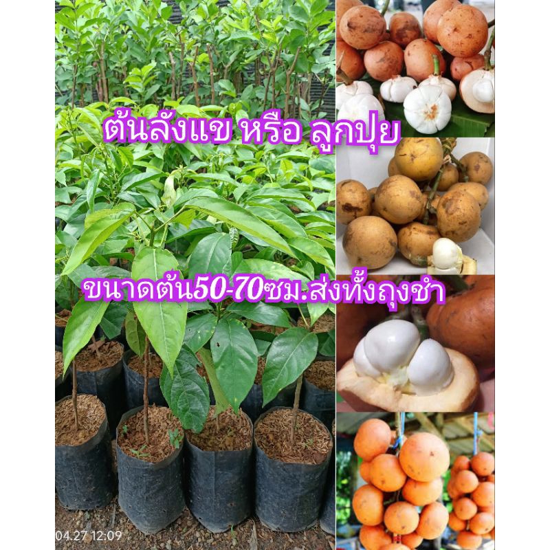 ต้นลังแข หรือลูกปุย ขนาดต้น 50-60ซม.ส่งทั้งถุงชำ ต้นสวยแข็งเเรงพร้อมส่ง