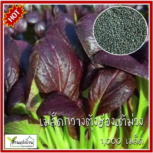 1,000 เมล็ด กวางตุ้งฮ่องเต้ใบม่วง เมล็ดกวางตุ้งฮ่องเต้ใบม่วง เมล็ดกวางตุ้ง