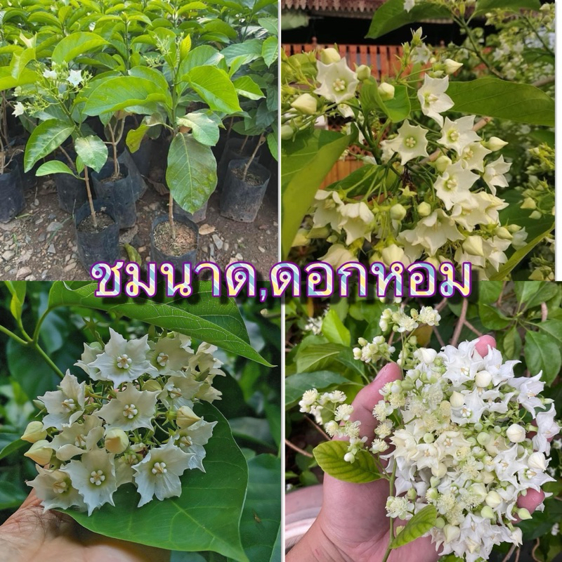 ดอกต้นชมนาด หอม ใบเตยอ่อนๆ ละมุน จมูก เสียหายเครมฟรีทุกกรณีจ้า