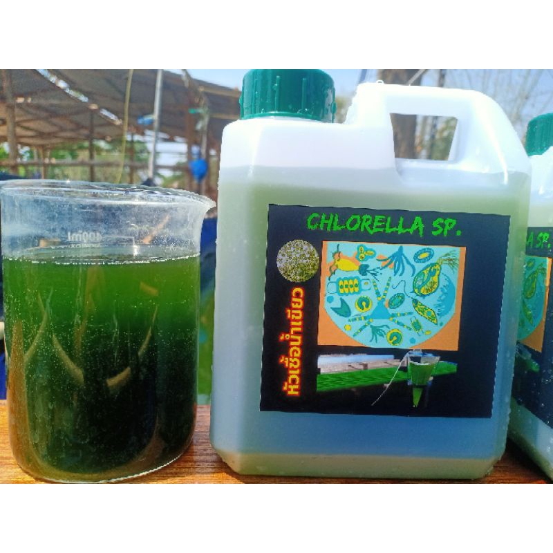 หัวเชื้อน้ำเขียวคลอเรลร่า 1,000Ml.(แถมฟรีไข่ไรแดงมาโคร)