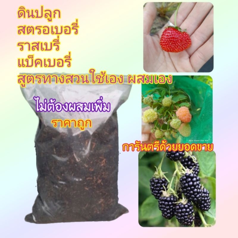 ดินปลูกสตรอเบอรี่🌱ดินปลูกแบล็คเบอรี่❤️ดินปลูกราสเบอรี่🍓