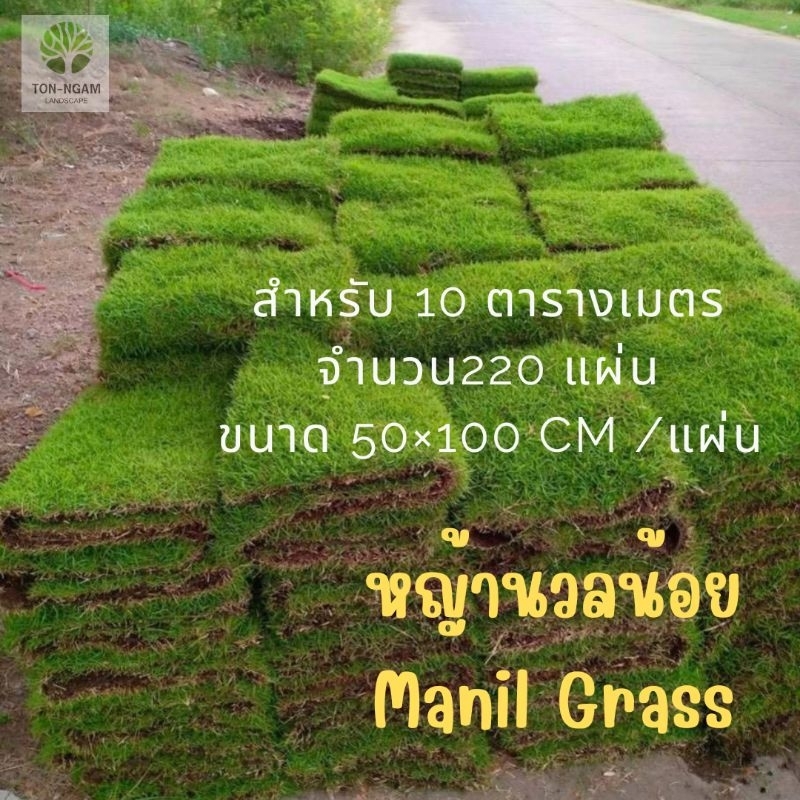 หญ้านวลน้อย Manila grass 10 ตารางเมตร​ (20 แผ่น) ถูกที่สุด​ บริการ​ประทับใจ​ ส่งไว