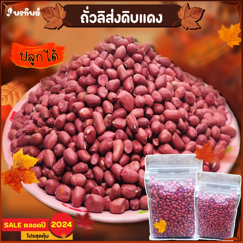 ถั่วลิสงดิบแดง (800กรัม) ถั่วดินไทใหญ่แม่สาย คัดพิเศษ ถั่วดินดอย (ปลูกได้)