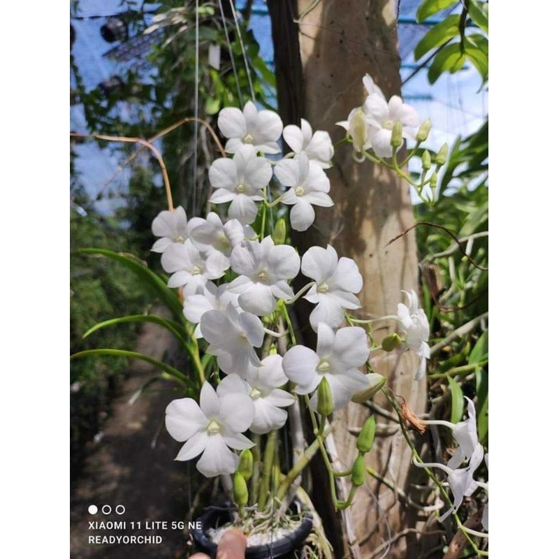 กล้วยไม้​หวายขาว ไม่มีปาก ดอกน่ารัก​ ออกดอกเก่ง รุ่นไม้นิ้ว