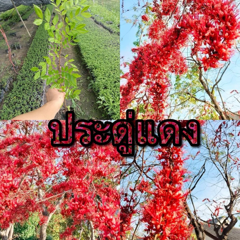 ประดู่แดงไม้ป่าเศรษฐกิจดอกสวยพร้อมปลูกต้นส่งสูง30-40เซน