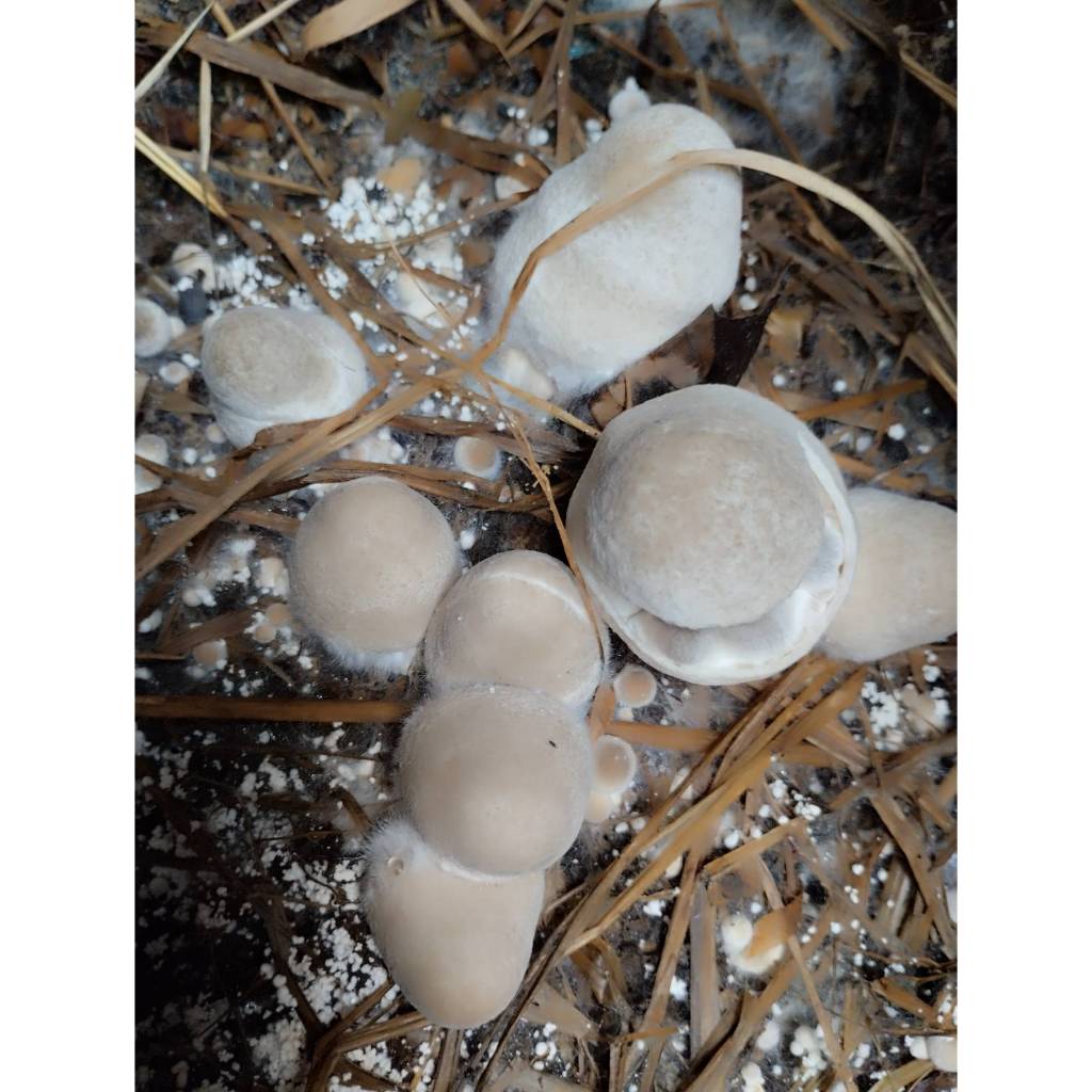 เชื้อเห็ดฟางอีแป๊ะ 4 ถุง ผสมอาหารเสริม,แป้งข้าวเหนียว,รำอ่อน เชื้อเดินดีแล้ว พร้อมเพาะ - รูปที่ 5