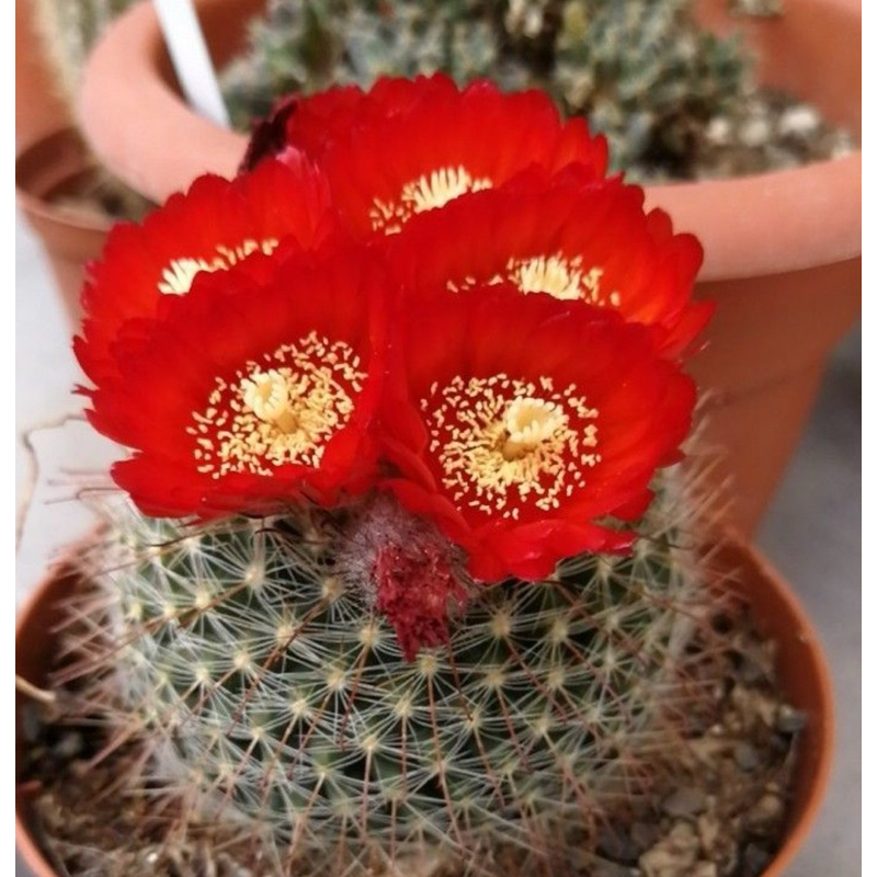 พาโรเดีย ดอกแดงสวยมาก ไม้สะสม กระถาง4“นิ้ว Parodia Sanguiniflora