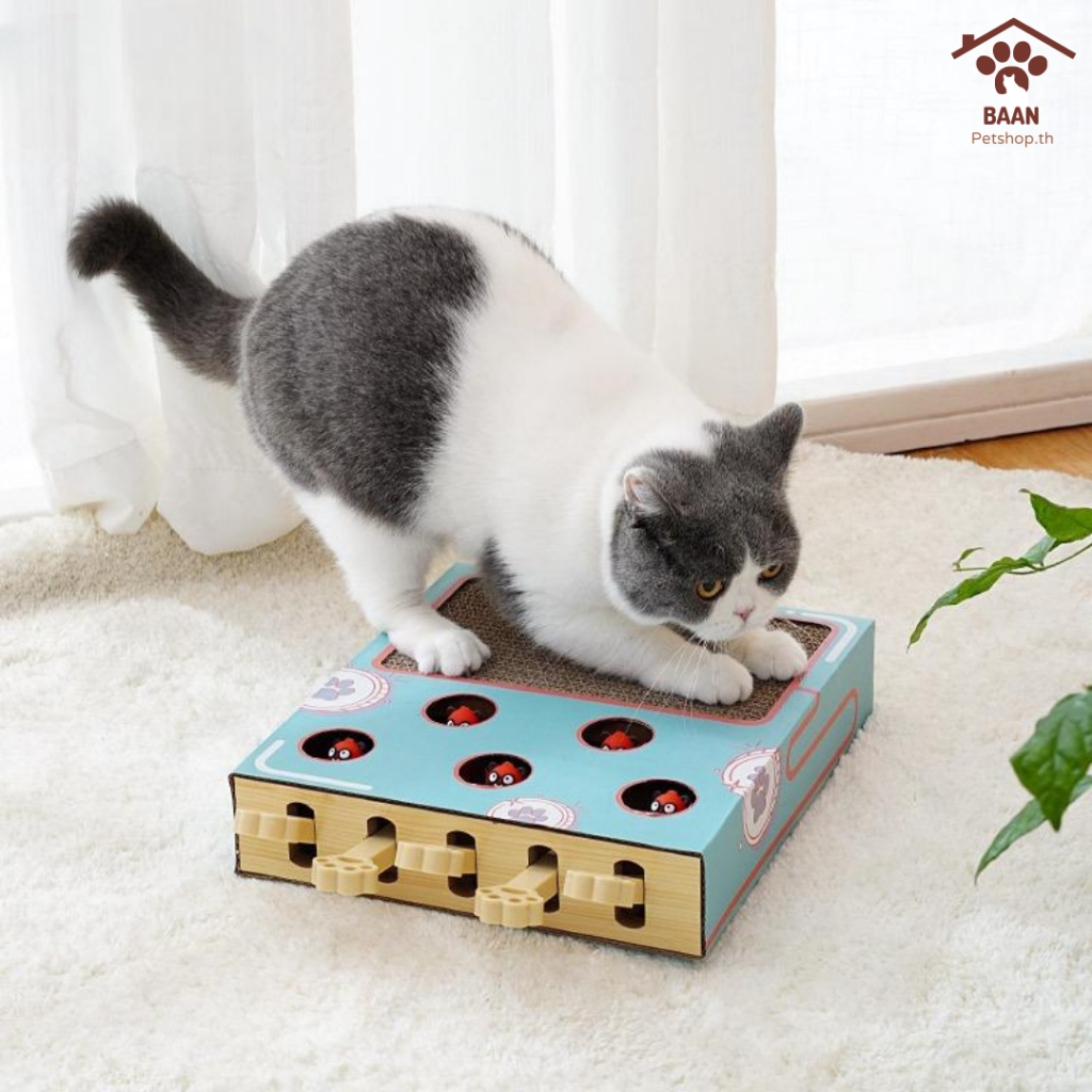 🐱พร้อมส่ง 🐾 กล่องแมวงง 2 in 1 ที่ลับเล็บแมว ที่ฝนเล็บแมว ของเล่นแมว กล่องแมวตบ รุ่น2in1 กล่องลับเล็บ