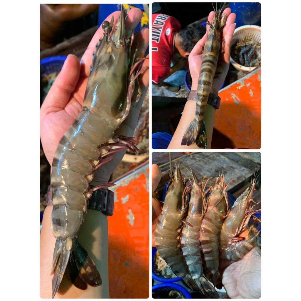 กุ้งลายเสือ ออร์แกนิก  ถูกที่สุด สดจากเรือเราเองทุกวัน