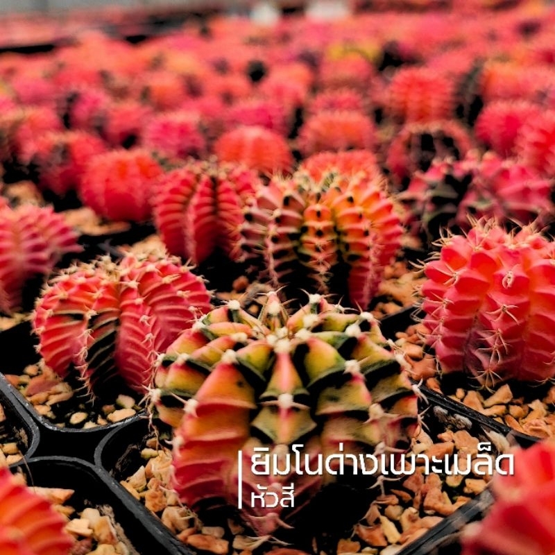 ปังสุด❗❗ยิมโนด่างไม้เมล็ด สุ่มสี ขนาด 3.8-5ซม. (การันตีด่างเกิน 60%)