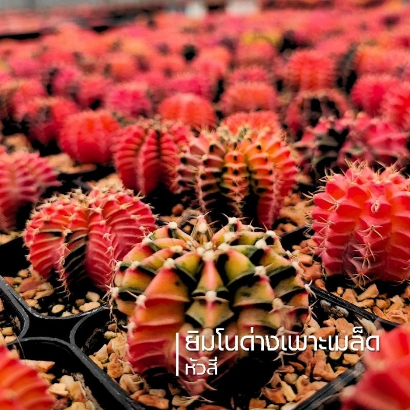 ปังสุด❗❗ยิมโนด่างไม้เมล็ด สุ่มสี ขนาด 3.8-5ซม. (การันตีด่างเกิน 60%)