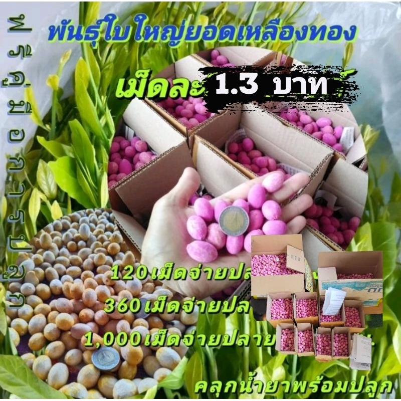 ผักหวานป่า เมล็ดผักหวาน เม็ดพันธุ์100เม็ด พร้อมปลูก