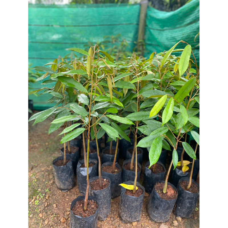 ต้นทุเรียนมูซังคิง🪴🌿
