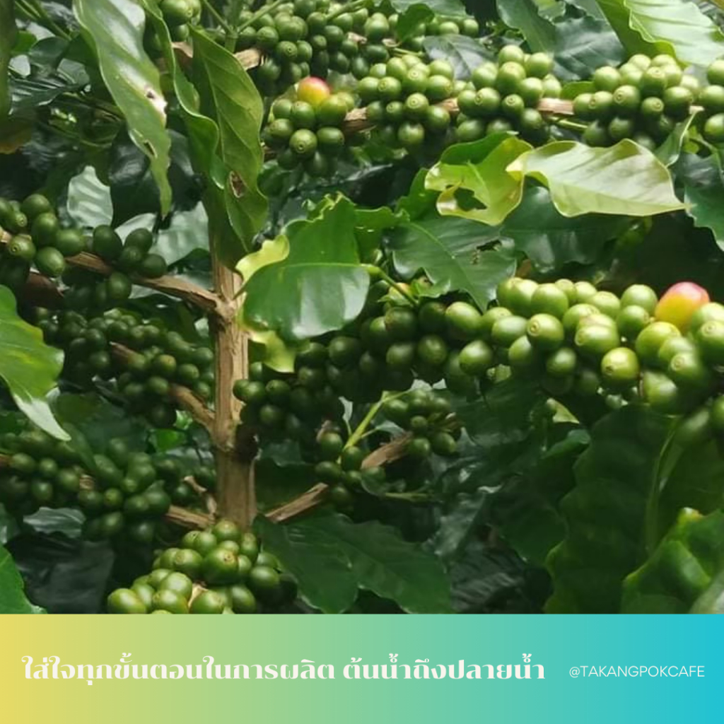 เมล็ดกาแฟคั่ว Brazil single origin 200g – Takangpok cafe – ตาแข็งโป๊กคาเฟ่ ราคา ถูกที่สุด ดีลบีเคเค แกลเลอรีภาพที่ 4