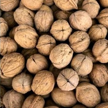 วอลนัท Walnut สำหรับนกแก้ว หนูแฮมสเตอร์ กระรอก แพรี่ด็อก และสัตว์ฟันแทะ (แบ่งขาย 250G / 500G)