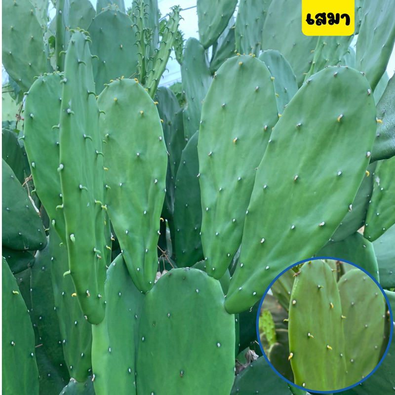 🌵เสมา🌵ต้นเสมา กระบองเพชรใบเสมา โอพันเทีย ใบสวย ปลูกง่าย อึดทนแดดทนฝน เป็นง่ายตายยาก มีตัดสดกับพร้อมถุงชำ