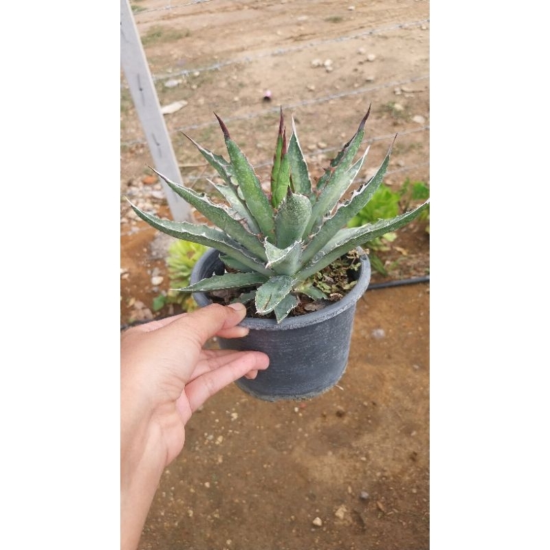 อากาเว่ Agave univittata พืชศตวรรษที่มีหนามหงอนหรือหางจระเข้หงอน