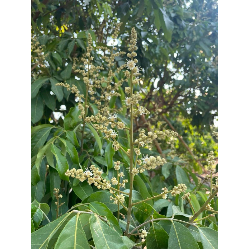 เอฟเฟค ฮอร์โมนผสมเทียม ดอกลำไย ทุเรียน มะละกอ ช่วยผสมเกสร ขั้วเหนียว บำรุงดอก - รูปที่ 3