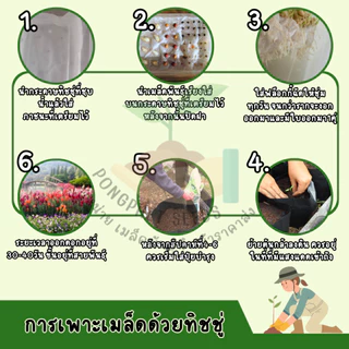 9บาท องุ่นม่วง 10 เมล็ด