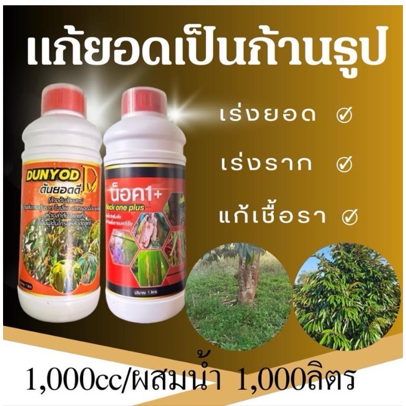 แก้ยอดก้านธูปชุดล้างสาร ฟื้นฟูต้นโทรมหลังตัดลูด ผสมน้ำ1,000ลิตร ฉีดพ่นทุกๆ7วัน