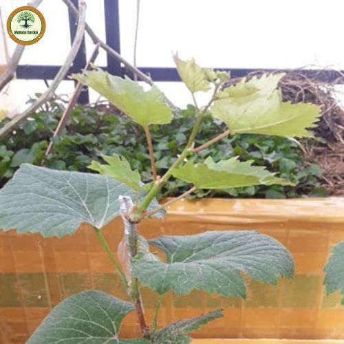 องุ่นแดงคริมสันออสเตรเลีย อันโด่งดังมีรสชาติหวาน, กรอบเป็นพิเศษ ต้นกล้าสูง 60-80 ซม - รูปที่ 7