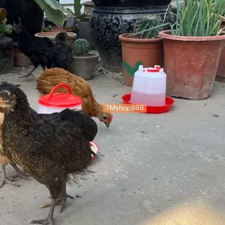 ขวดน้ำไก่ ถังน้ำไก่ ที่ใส่น้ำสำหรับเลี้ยงไก่ 1L 4L 8L แดง เกรดA