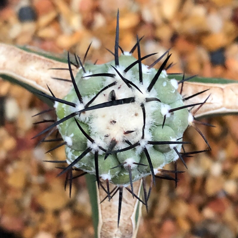 [พร้อมส่ง]🌵 แคคตัส โคเปียโบ ซินเนอรี่ copiapoa cinerea cactus ไม้กราฟ จำนวน 1 ต้น