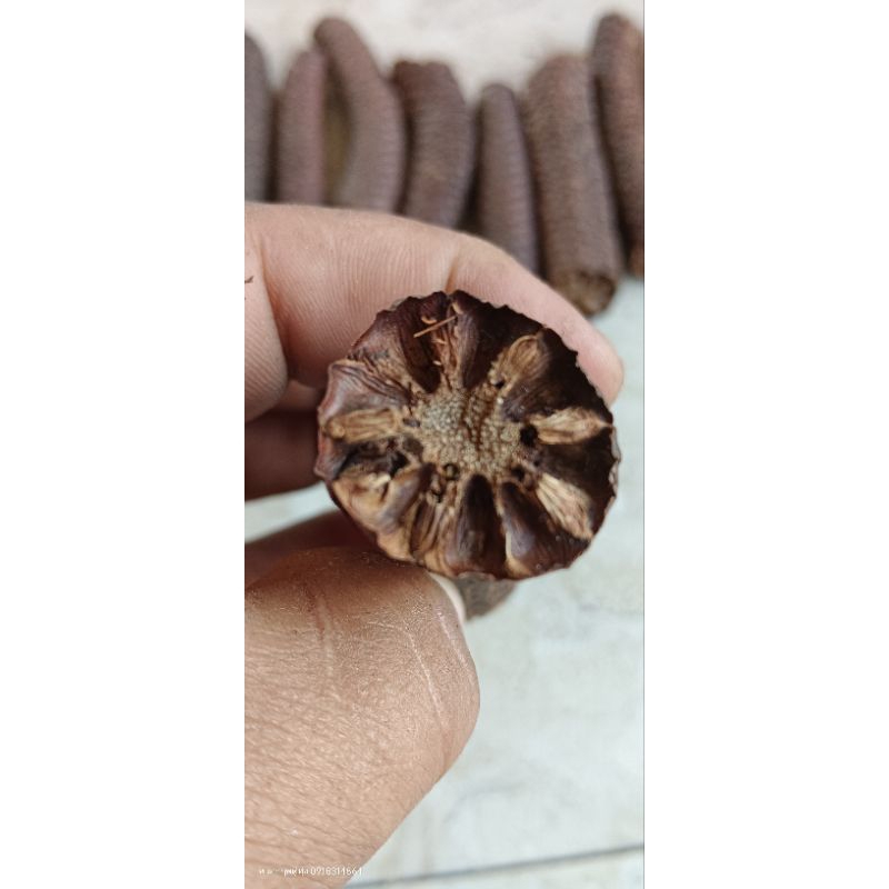 งวงตาลตัวผู้จากต้นตาลไม่จมน้ำจมโคลน 200g++ - รูปที่ 4