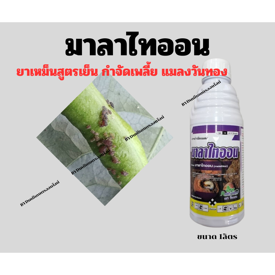 มาลาไทออน ขนาด1ลิตร  สารมาลาไทออน 83%EC(สูตรเย็น) ยาเหม็นกำจัดเพลี้ย หนอน และไล่สัตว์รบกวนในแปลงพืชปลูก ราคา ถูกที่สุด ดีลบีเคเค แกลเลอรีภาพที่ 2