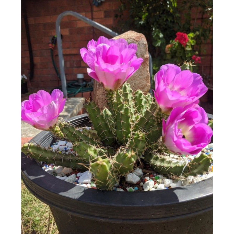 อิชินอปหนามเลื้อยเพนต้า ไม้หายาก น่าสะสม echinocereus pentalophus